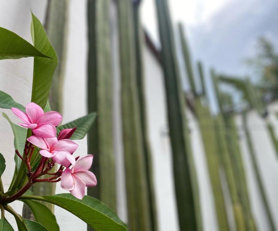 Casa Mayo B&B Oaxaca ภายนอก รูปภาพ